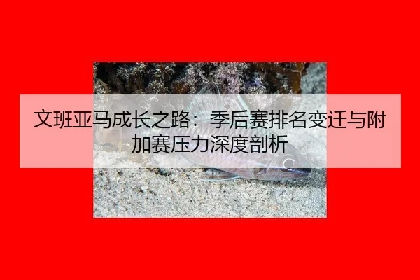 文班亚马成长之路：季后赛排名变迁与附加赛压力深度剖析